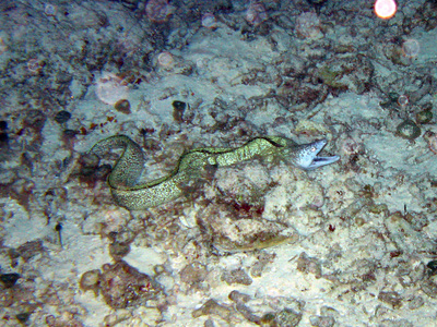 Dive > 2007 > 038 038 20071028 CozumelNight