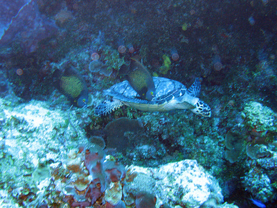 Dive > 2007 > 039 040 20071028 CozumelThu
