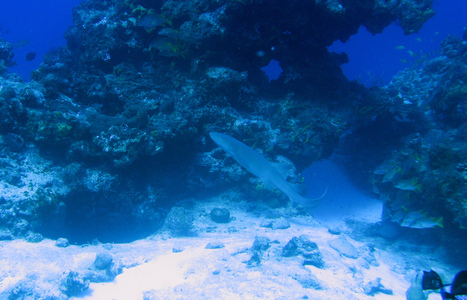 Dive > 2008 > 080 081 20081107 CozumelFri