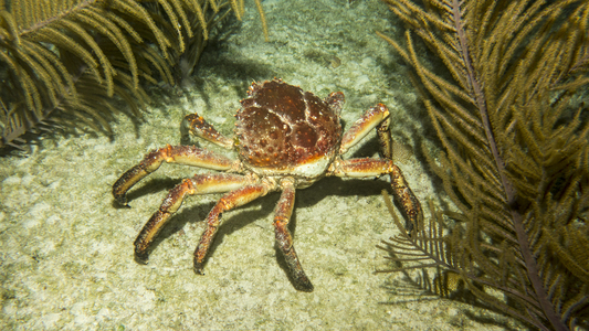 Dive > 2014 > 391 391 20140128 CharliesReefNight