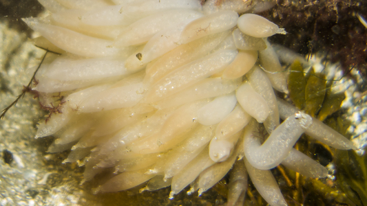 Dive > 2014 > 440 440 20140826 NubbleSquid