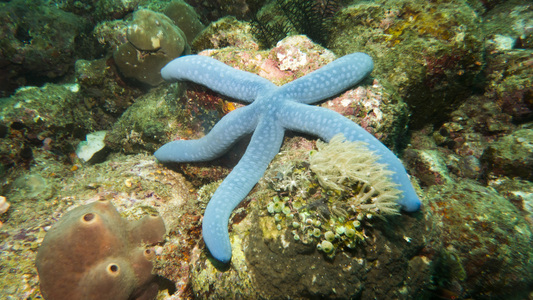 Dive > 2014 > 461 461 20141225 AnilaoEaglePoint