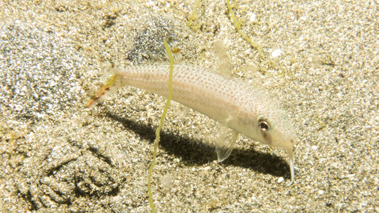 Dive > 2014 > 464 464 20141226 AnilaoPierNight