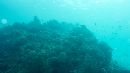 Dive > 2014 > 465 466 20141227 AnilaoTwinRockGoanola