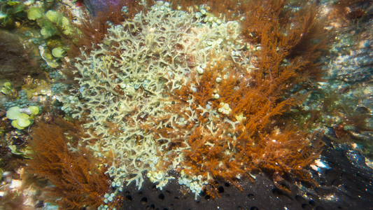 Dive > 2014 > 406 407 20140427 CozSunNightC53Paradise