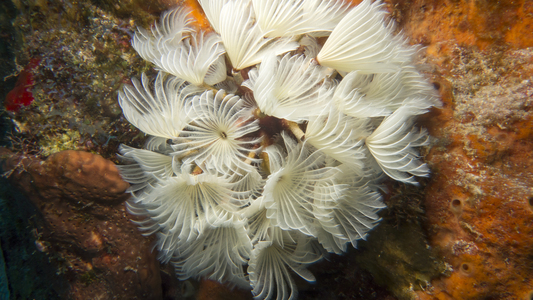 Dive > 2014 > 416 417 20140430 CozWedCedral