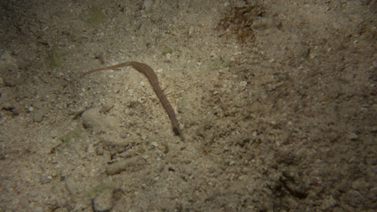 Dive > 2015 > 470 470 20150106 FridayNight