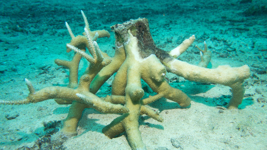 Dive > 2015 > 477 481 20150111 MikeBallSun