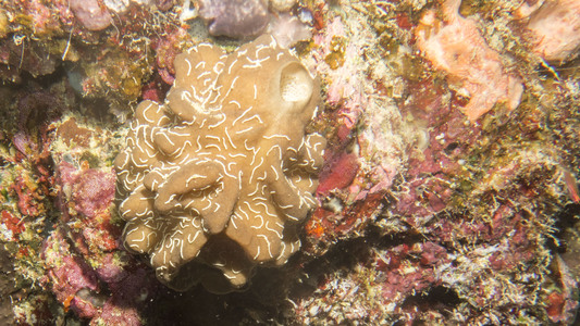 Dive > 2015 > 476 476 20150108 PixiePinacle