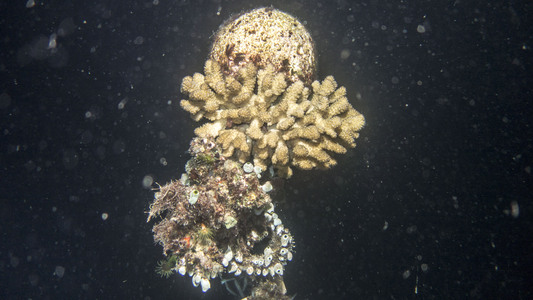 Dive > 2015 > 485 487 20150113 NightMonday