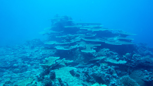 Dive > 2015 > 488 490 20150114 TueWed