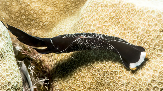 Dive > 2015 > 491 492 20150114 Wed