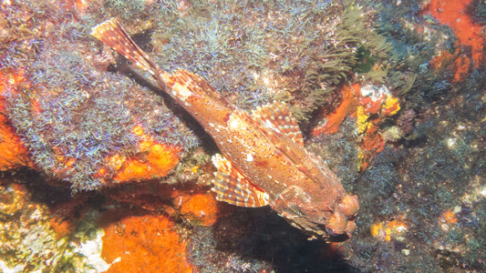 Dive > 2015 > 496 499 20150121 PoorKnightWed