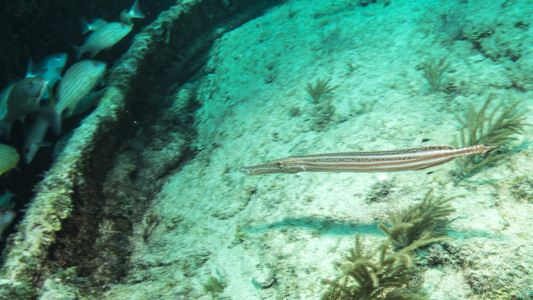 Dive > 2015 > 548 548 20150712 KLSunMolasses