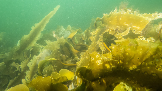 Dive > 2015 > 557 557 20150823 Lanes