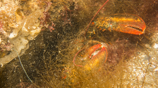 Dive > 2015 > 555 555 20150730 OGB