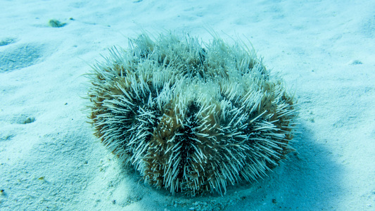 Dive > 2015 > 574 575 20151020 BonTueHookerAngelCityLarryLair