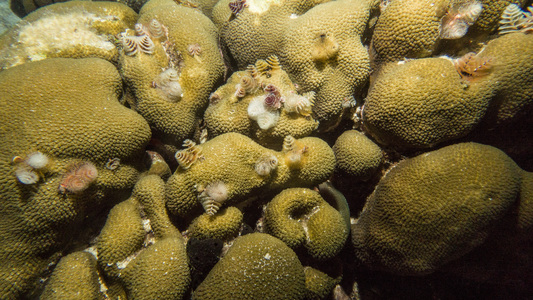 Dive > 2015 > 576 576 20151020 BonTueNight