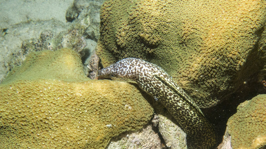 Dive > 2015 > 579 579 20151021 BonWedNight