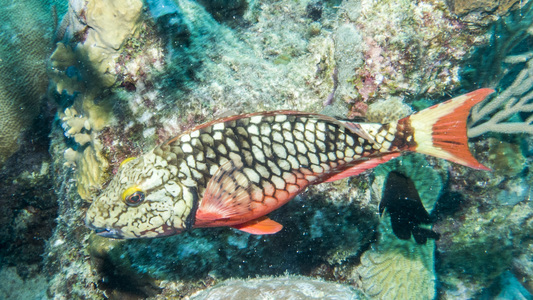 Dive > 2015 > 583 584 20151024 BonFriBachelorSaltPier