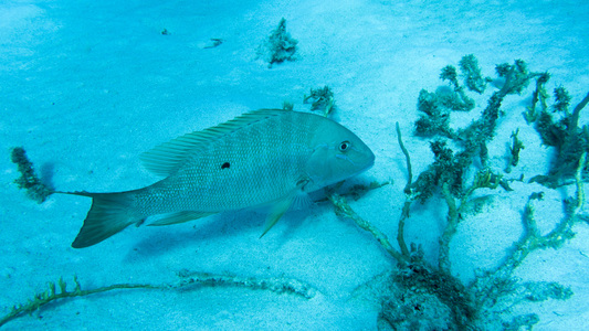 Dive > 2015 > 580 580 20151022 BonThuWhiteSlave