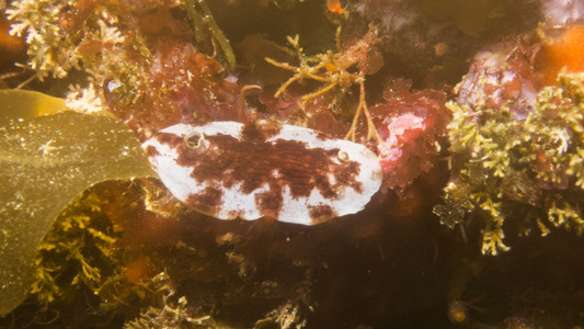 Dive > 2015 > 500 501 20150122 PoorNightThu