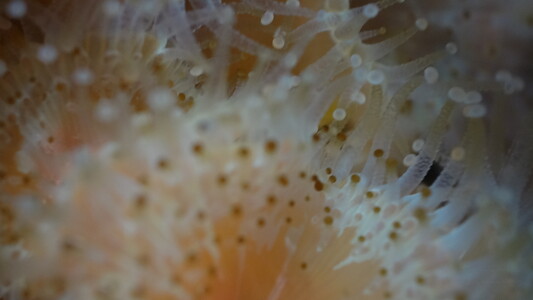 Dive > 2015 > 501 501 20150123 PoorNightsThu