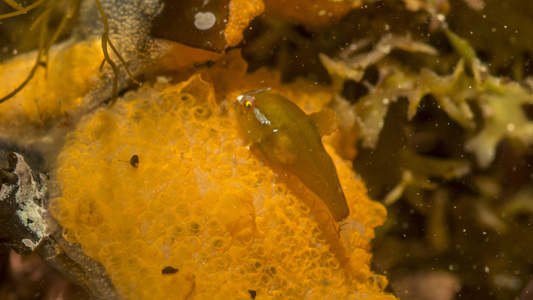 Dive > 2015 > 537 537 20150704 OGBSolo