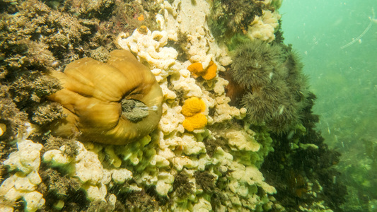 Dive > 2016 > 589 589 20160409 FollyCove