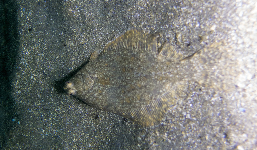 Dive > 2016 > 596 596 20160604 NubbleNight