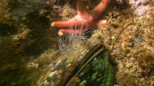 Dive > 2016 > 603 604 20160723 Fishcount