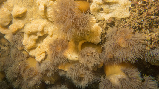 Dive > 2016 > 600 601 20160624 NubbleAfternoon