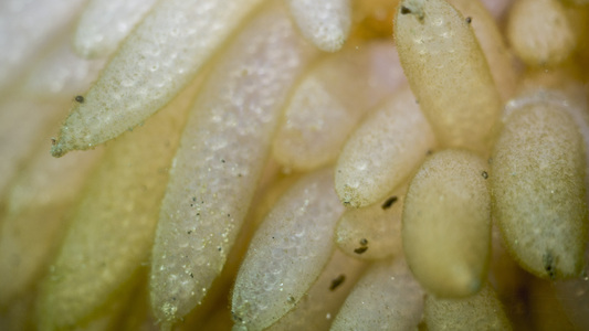 Dive > 2016 > 602 602 20160704 FollyCove4th