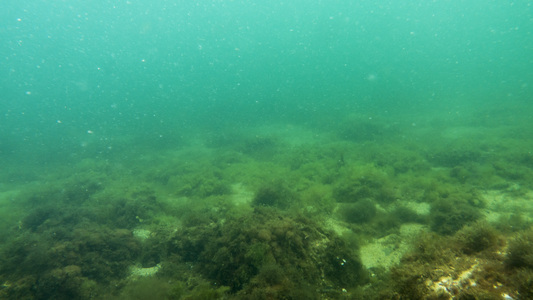 Dive > 2016 > 605 605 20160731 Plymouth