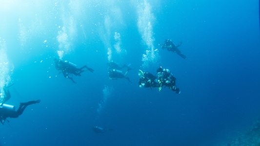 Dive > 2016 > 611 614 20160913 MVMonWhale