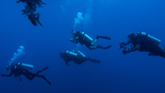 Dive > 2016 > 615 615 20160913 MVTueManta