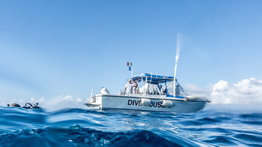 Dive > 2016 > 633 634 20161028 CZMFriPalancarShoehorseFrenchLady