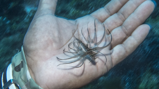 Dive > 2016 > 631 632 20161027 CZMThuVirginWallYucab