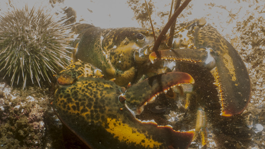 Dive > 2017 > 646 647 20170820 HalfwayPaddedRocks