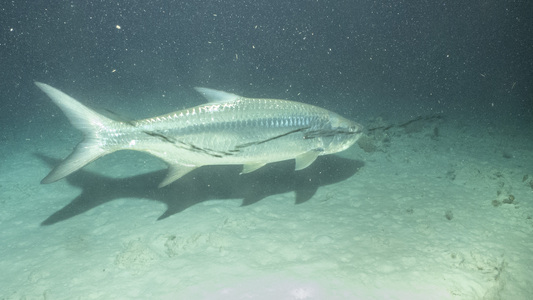 Dive > 2017 > 651 651 20171015 BonSinNightHouseReef