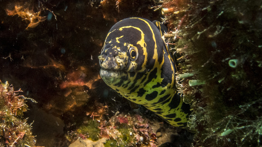 Dive > 2017 > 657 670 20171018 BonWedKarpata!000AndreaSampler