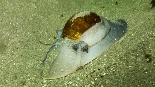 Dive > 2017 > 635 635 20170423 OldGardenBeach