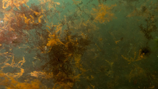 Dive > 2017 > 635 635 20170122 BackBeachWinter