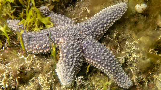 Dive > 2018 > 680 681 20180721 FishCountFolly