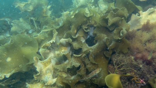 Dive > 2018 > 684 684 20180805 LanesCove