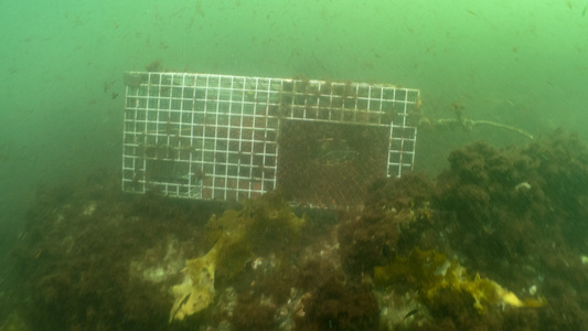 Dive > 2018 > 685 684 20180923 BackBeach