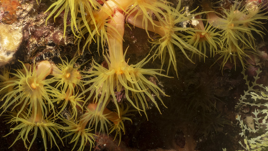 Dive > 2019 > 689 689 20190209 TrukKyosumiMaru