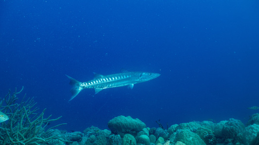 Dive > 2019 > 699 699 20190212 TrukHaianMaru