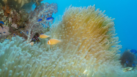 Dive > 2019 > 706 706 20190214 TrukShinkiko