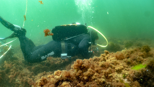 Dive > 2019 > 710 710 20190526 LaneCove